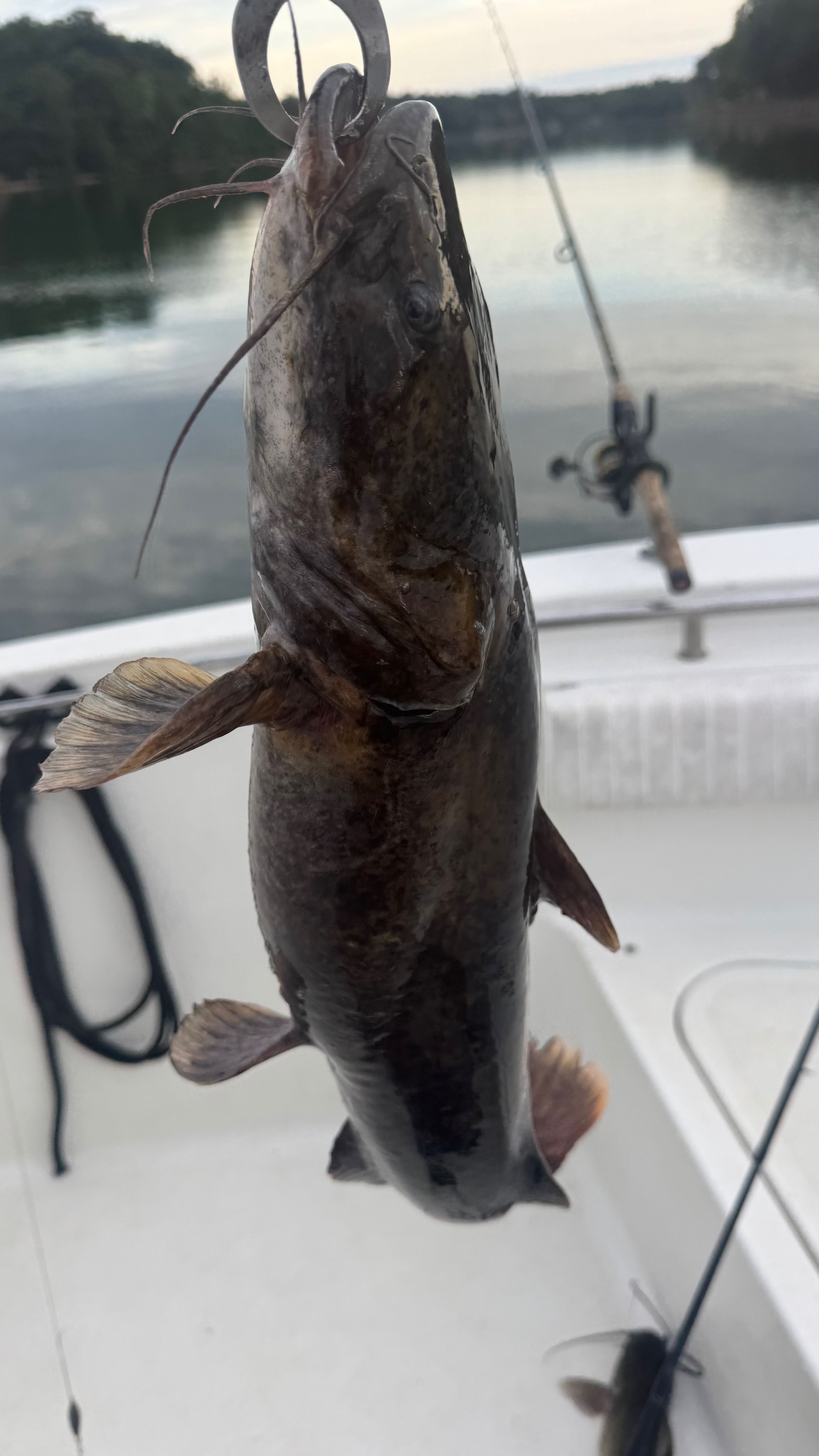 Large flathead catfish caught fishing in Denver NC hanging on boat deck
