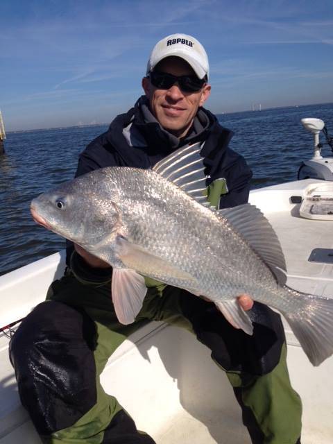A large black drum fish caught in Galveston, Texas