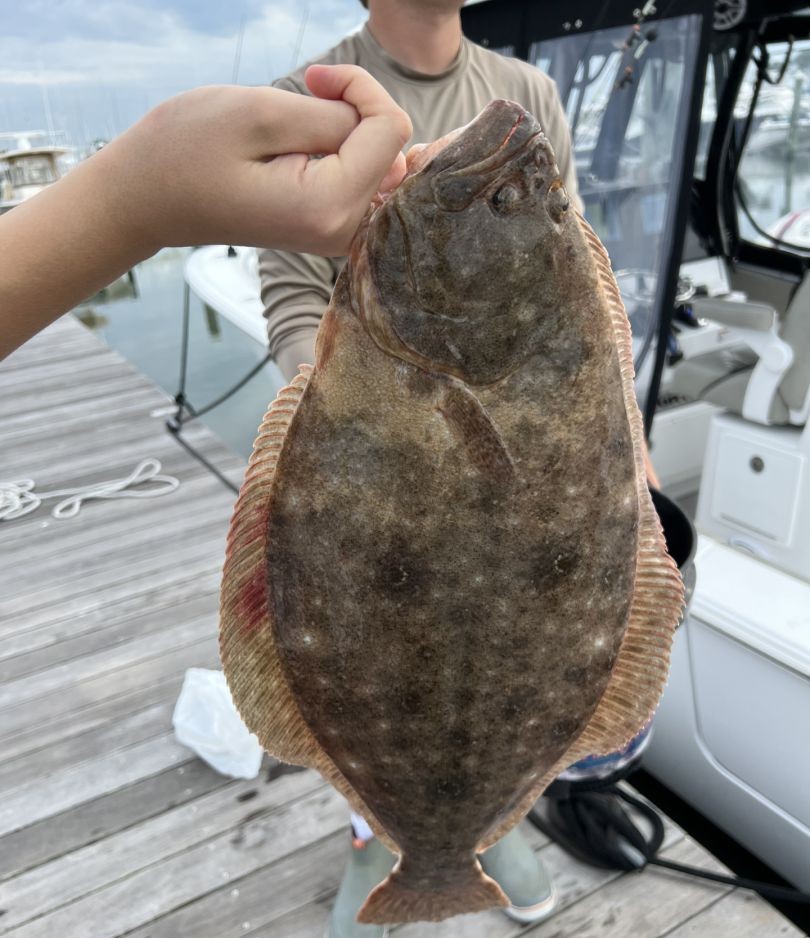 Summer flounder caught fishing at Rehoboth Beach DE held up on boat deck