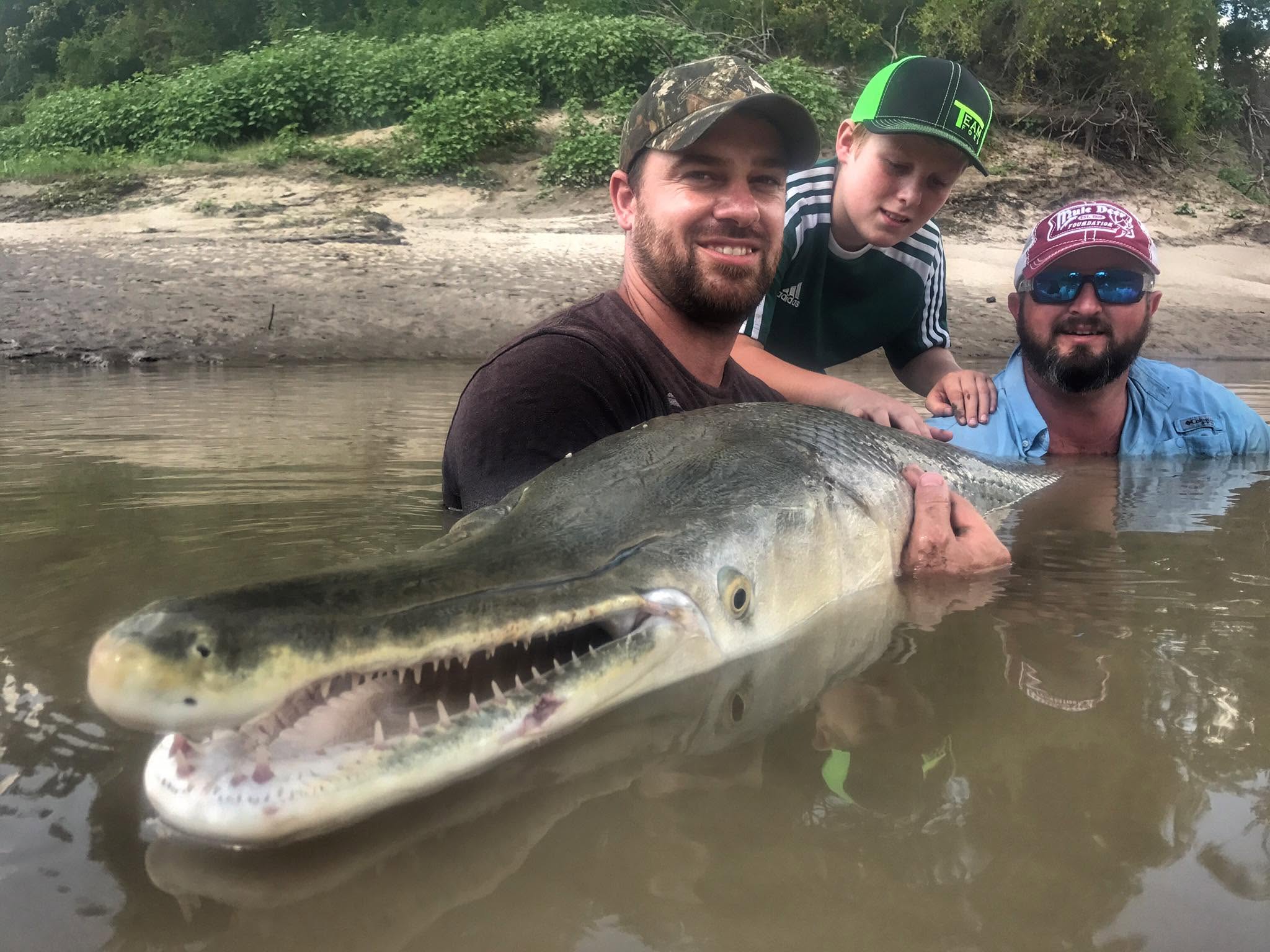Large alligator gar catch in Palestine Texas waters showing the impressive size of this freshwater species