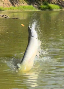 Alligator gar fishing guide Lance Stephens on river near Palestine, Texas with fishing equipment