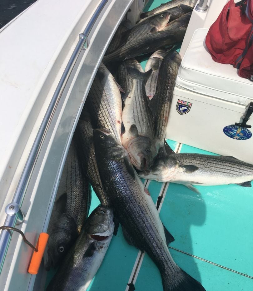 Striped bass fishing in Rhode Island