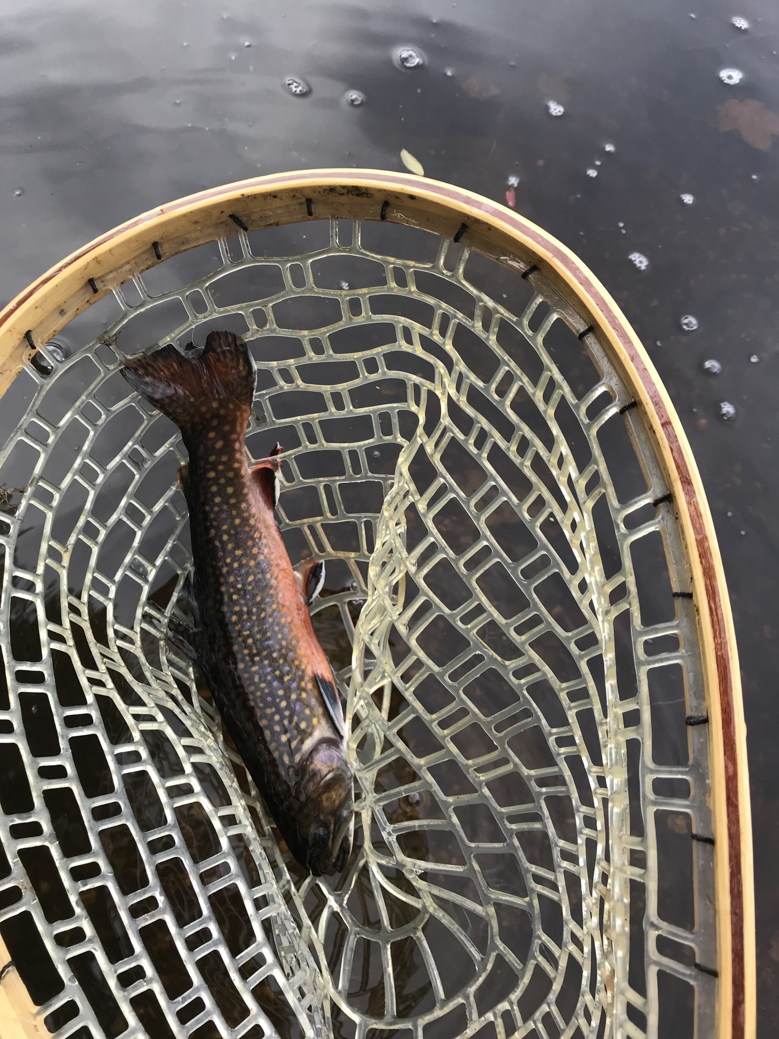 Photograph of a brook trout in Vermont