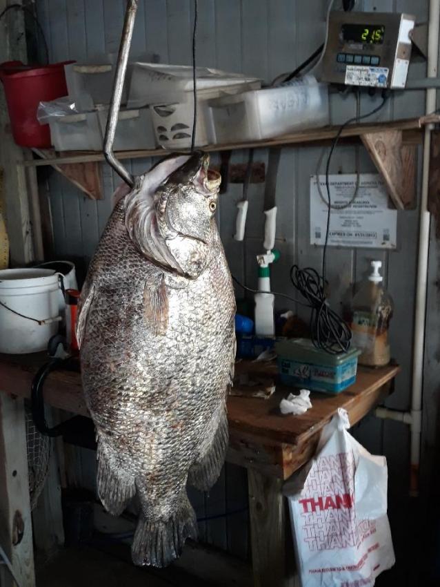 Tripletail fish caught in Freeport
