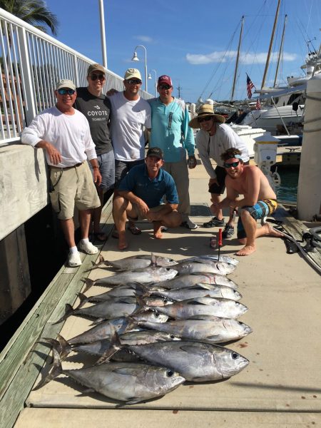 Two little tunny fish caught in Sarasota