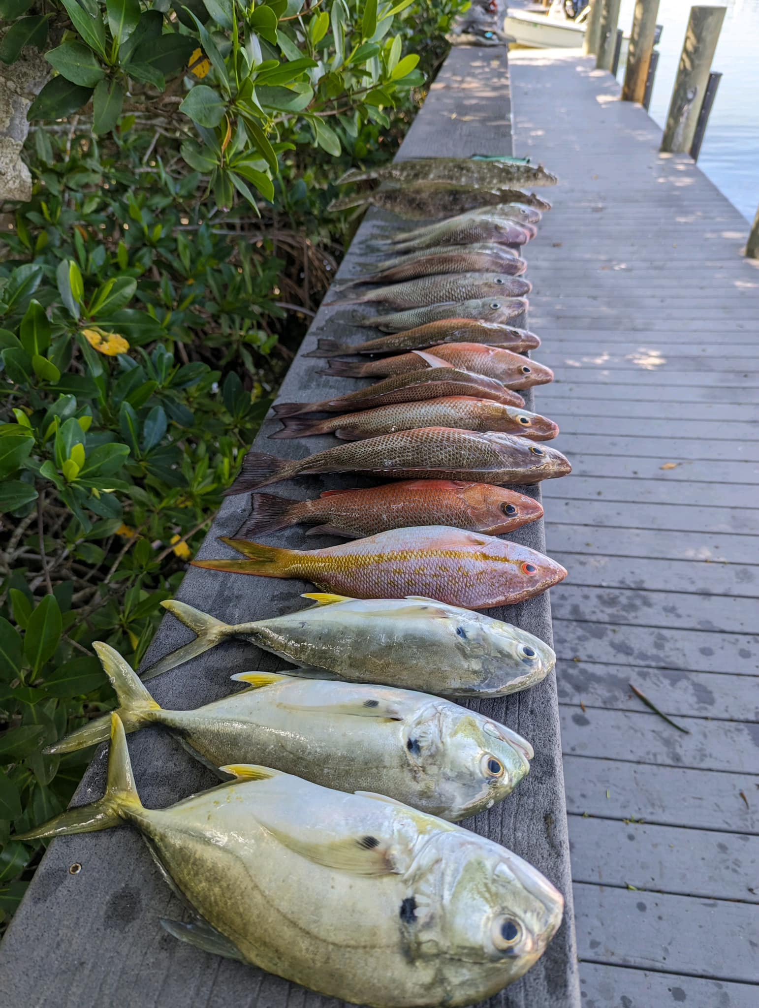 4 Crevalle Jack, Giant trevally, and Grey Snapper fish caught at Nokomis Boat Ramp