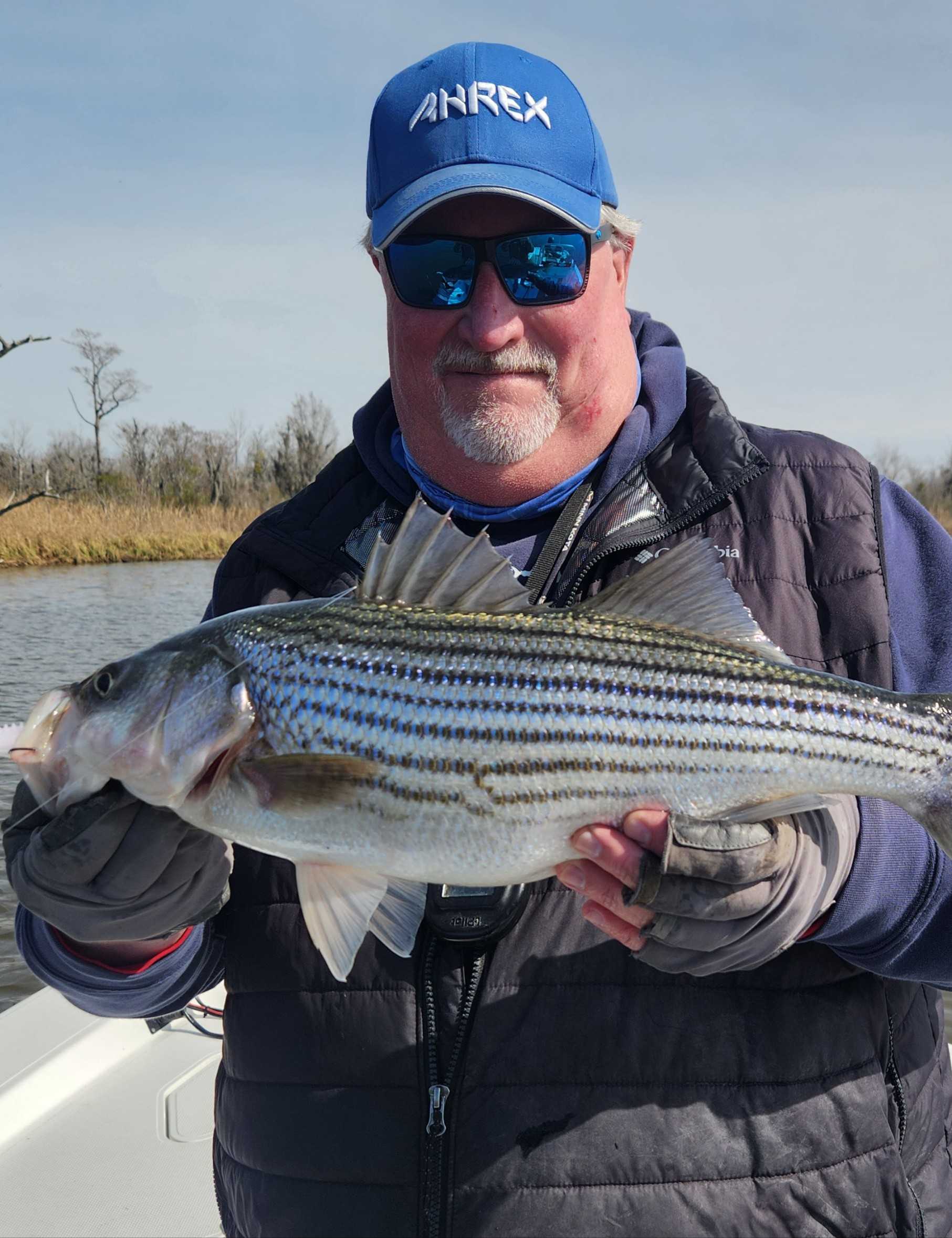 A striped bass fish caught in Oriental