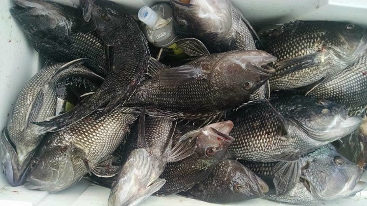Four sea bass caught while fishing in NJ