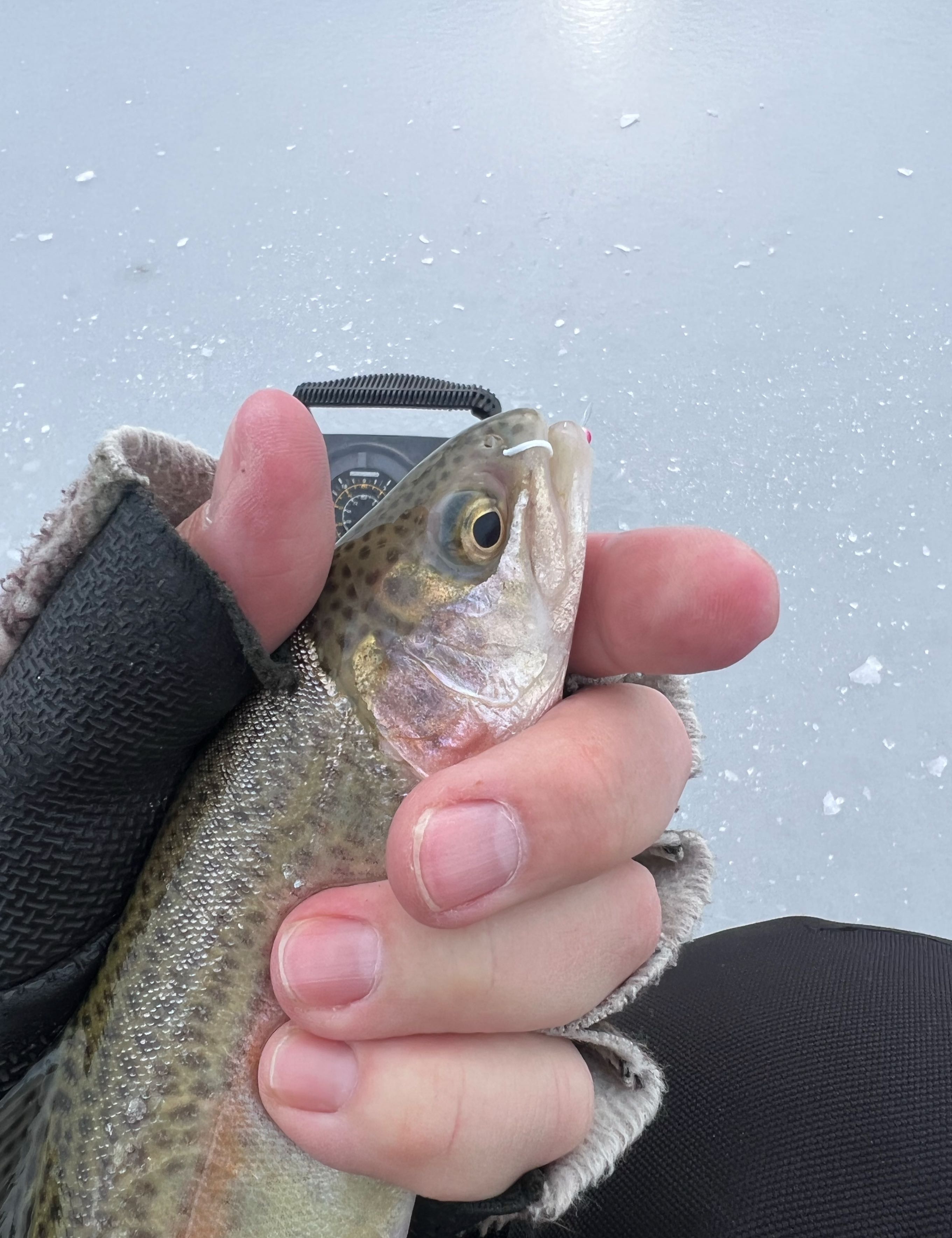 Fishing in Loveland