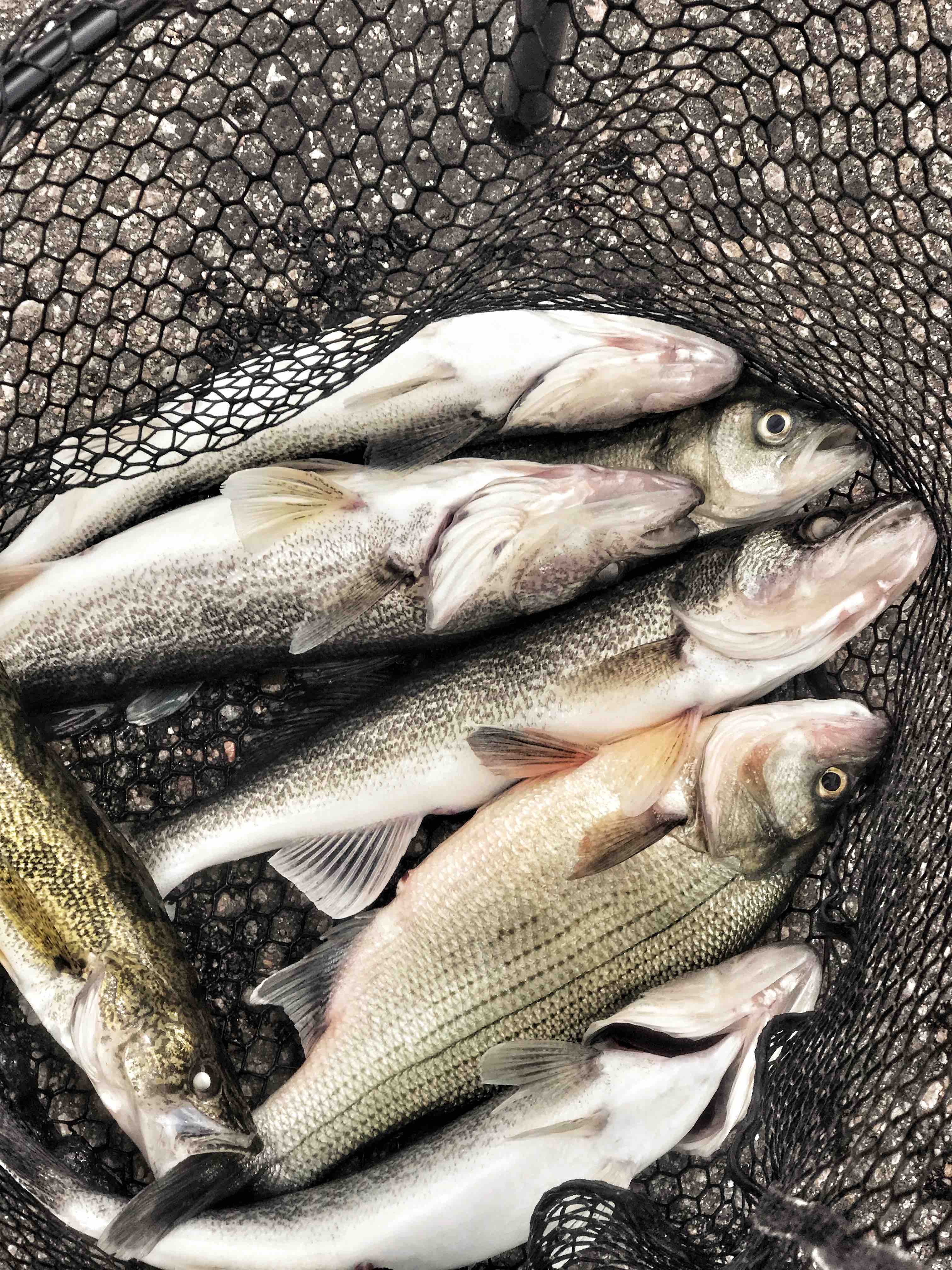 3 fish caught while fishing in Loveland
