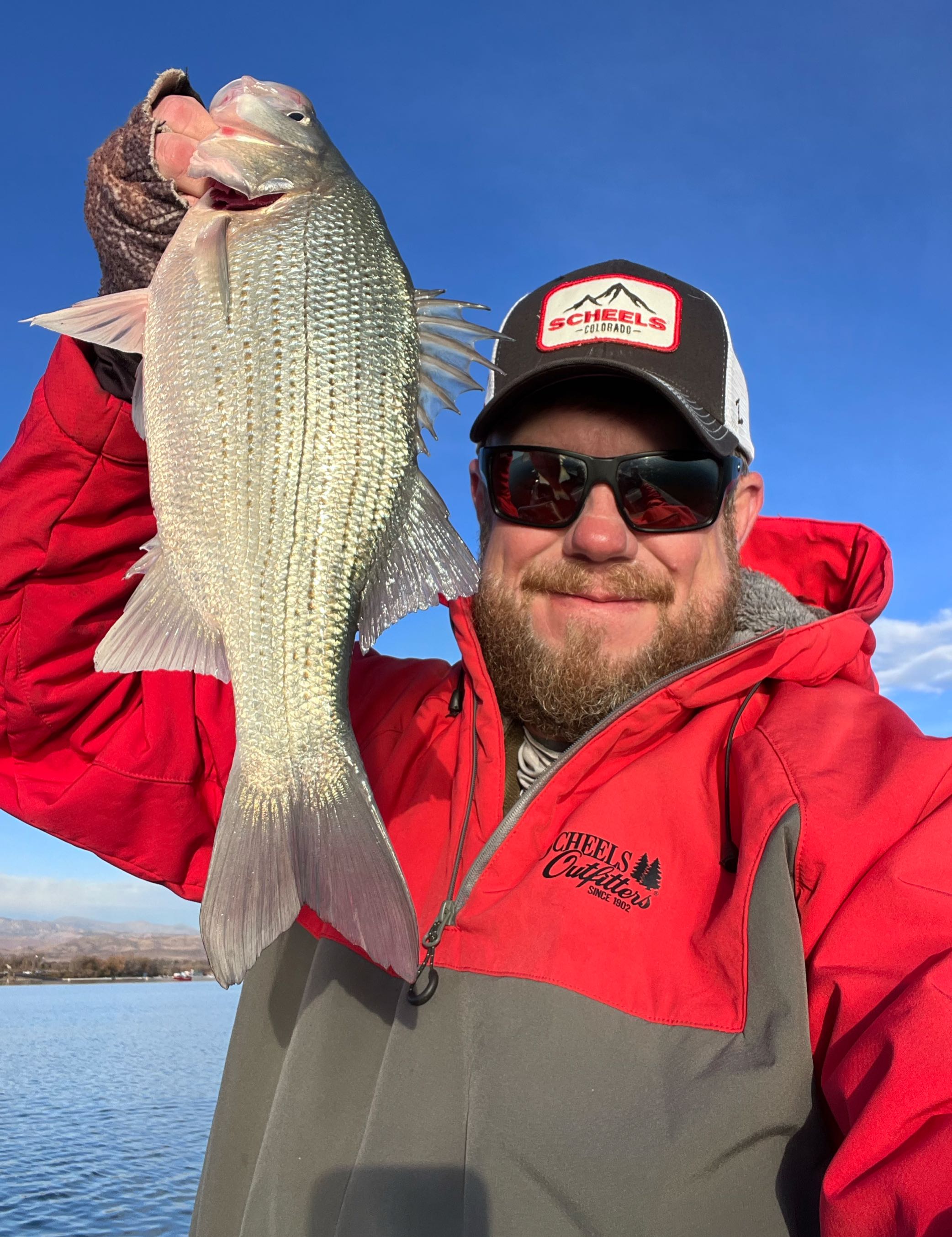 Wiper (Hybrid striped bass) fish caught in CO