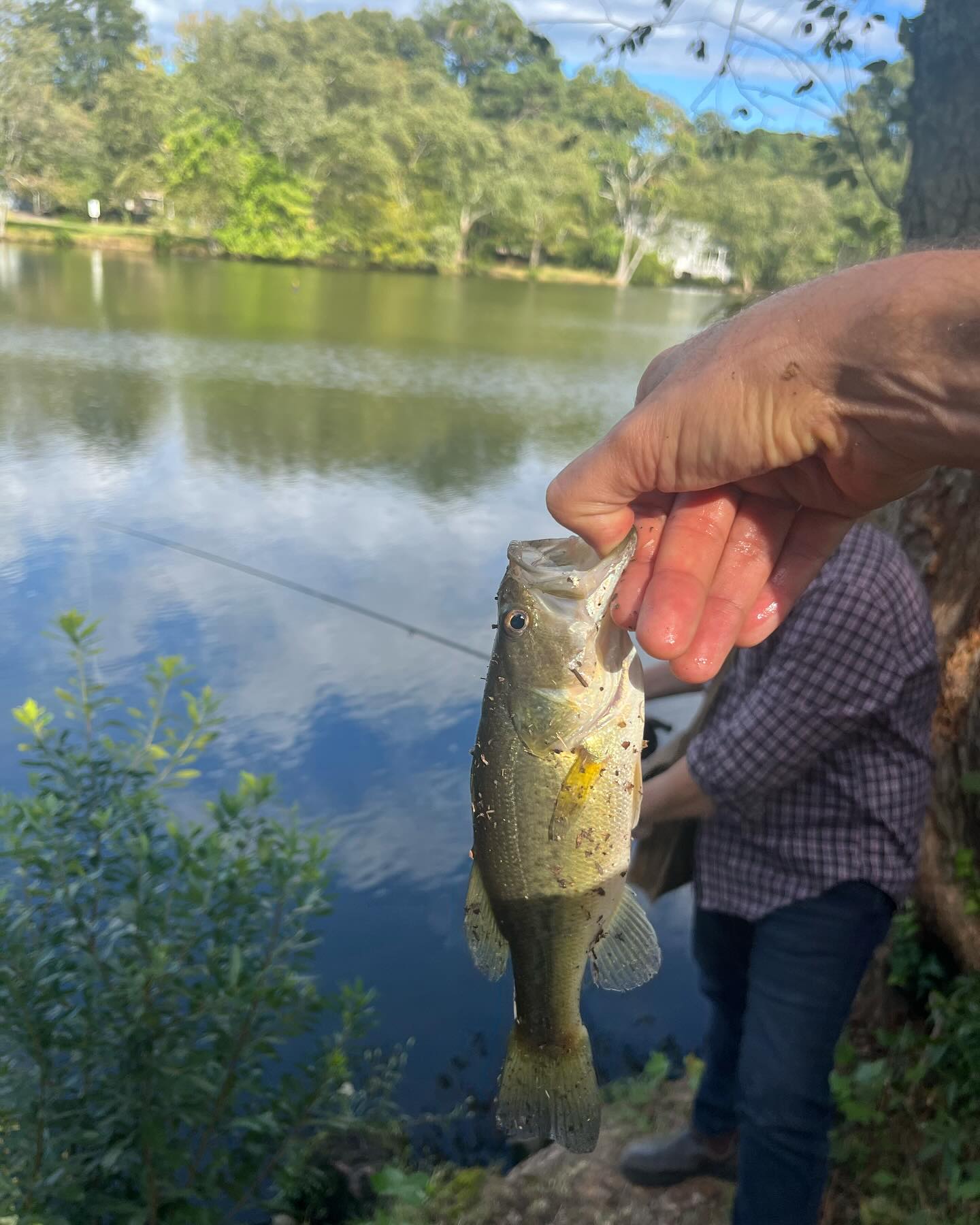 Largemouth bass caught in Manhattan