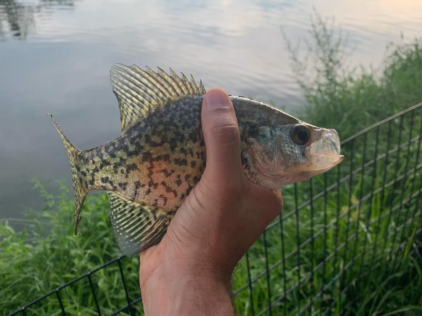 Guided crappie fishing trip at Harlem Meer in Central Park, New York with provided gear