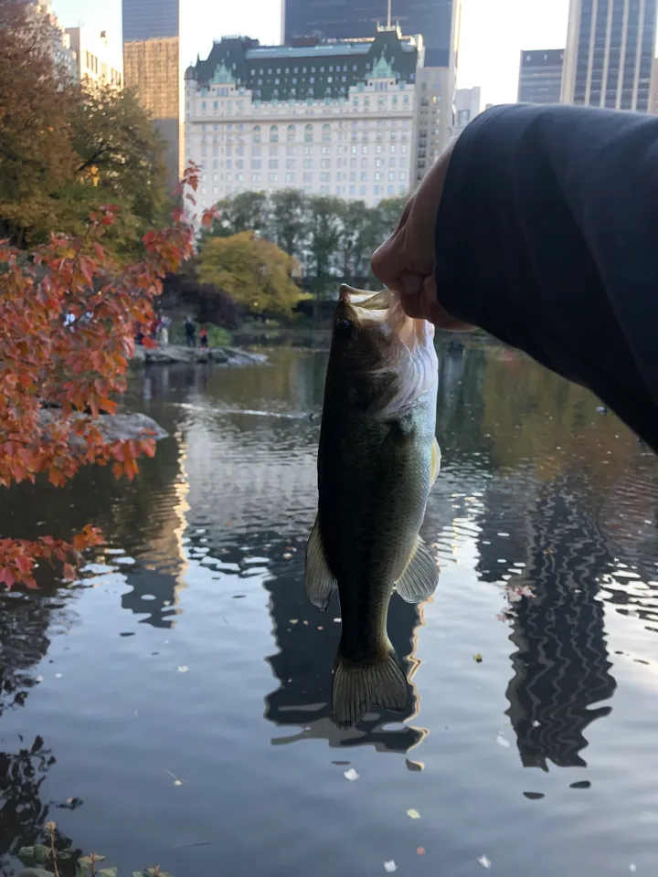Largemouth bass fishing guide with gear at Harlem Meer lake in Central Park, New York City