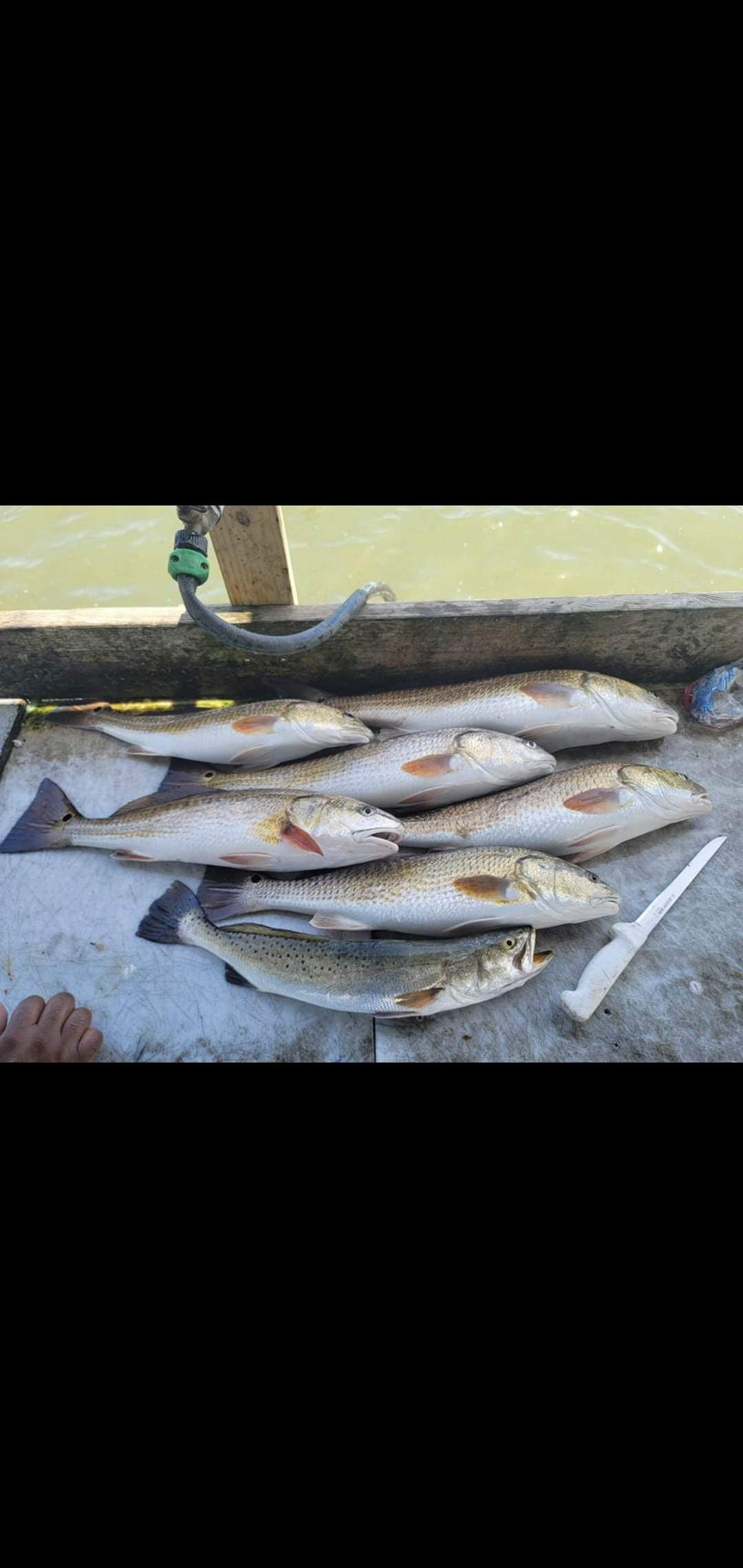 Five spotted weakfish and redfish caught in TX