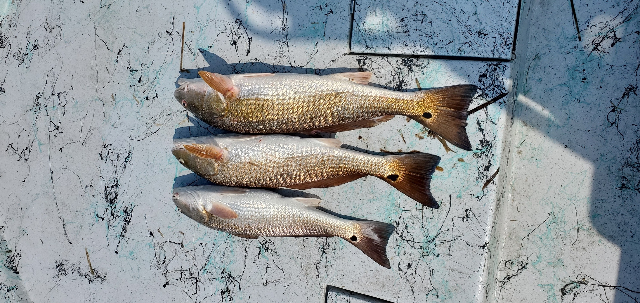 3 redfish caught in TX
