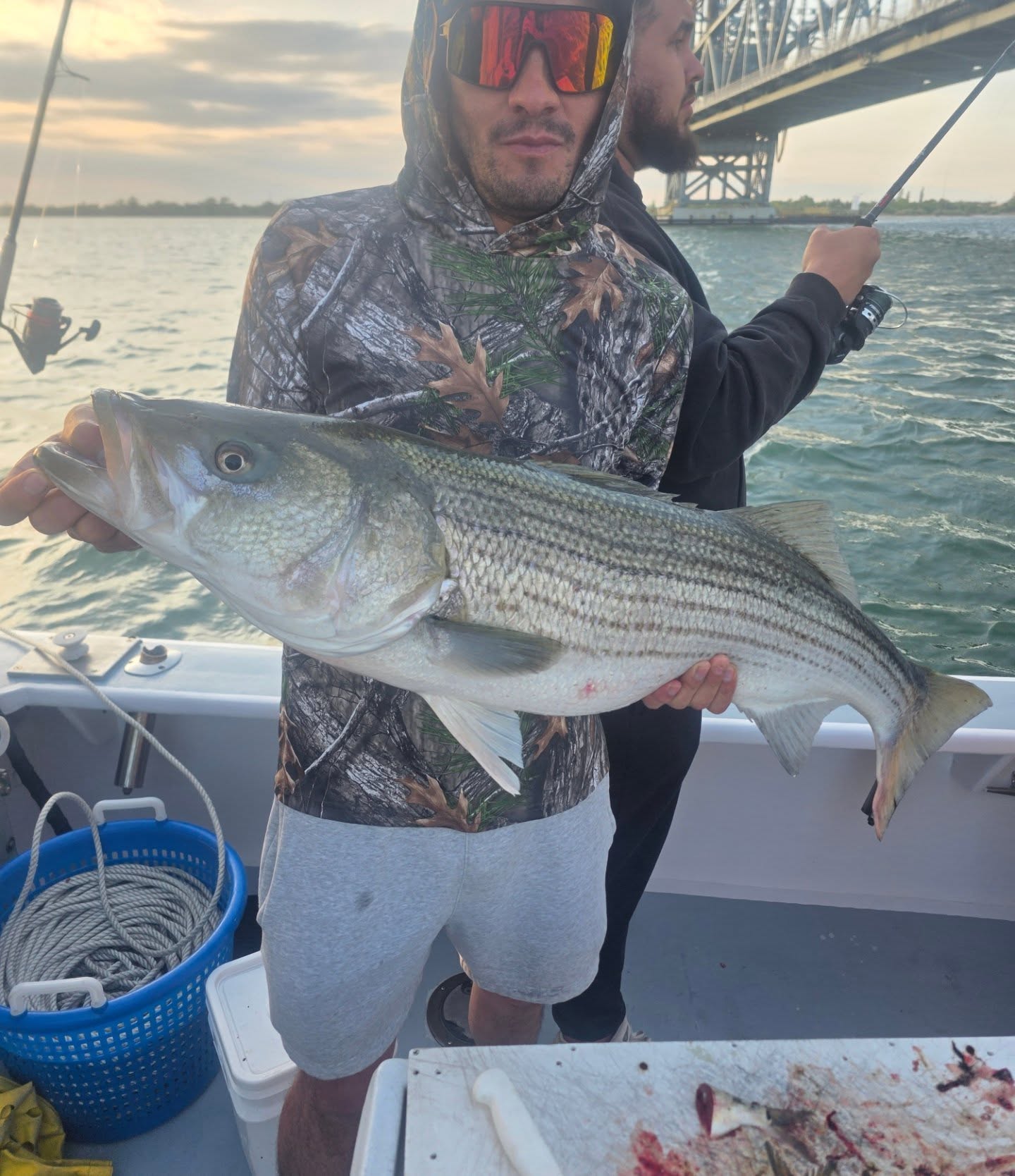Striped bass caught while fishing in New York City waters with bridge visible in background