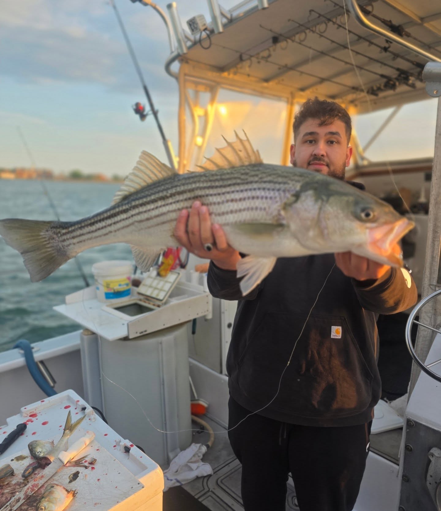Striped bass caught while fishing in New York City NY waters