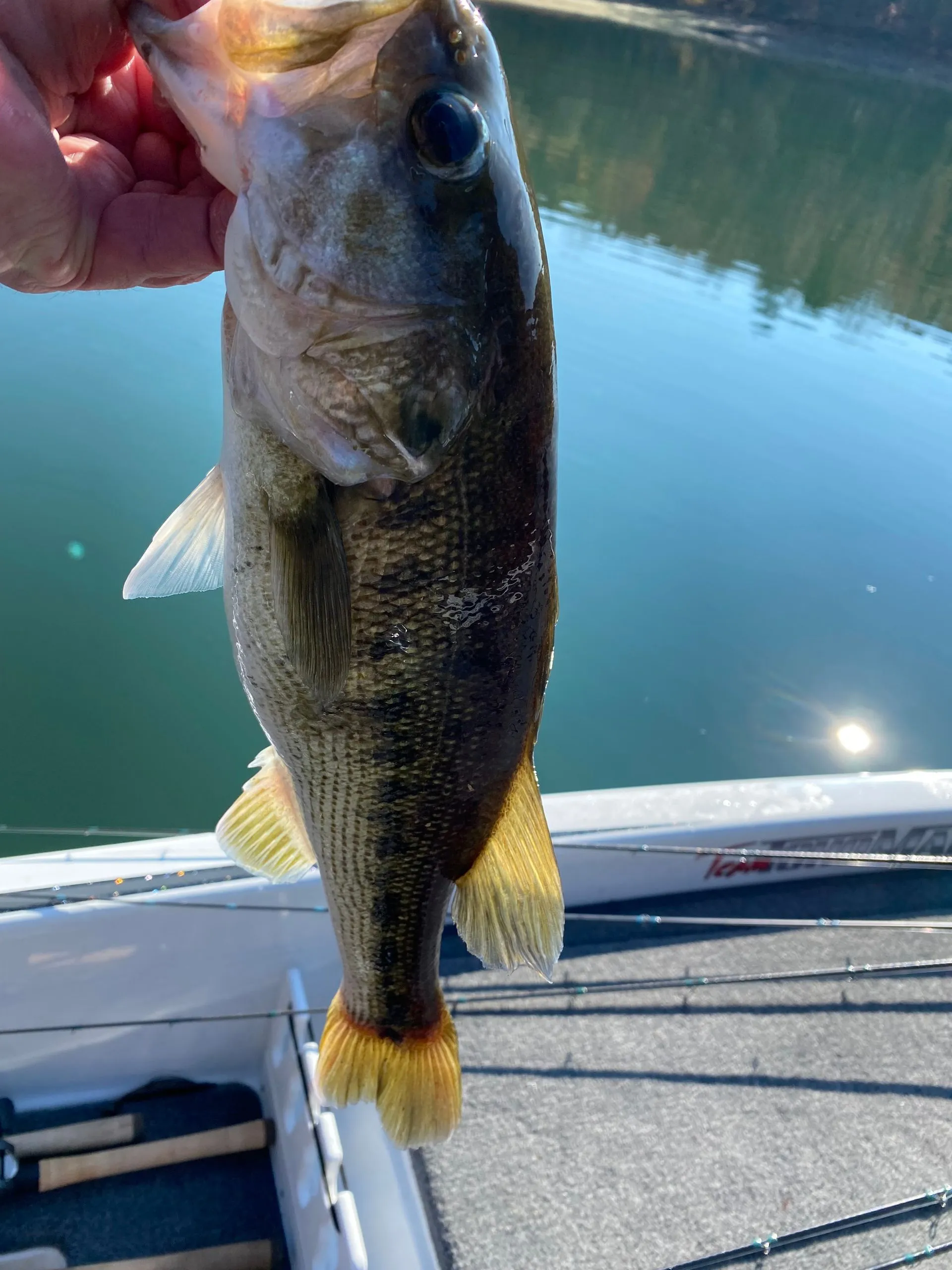 Fishing in GA