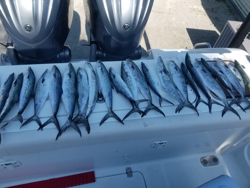 10 Spanish Mackerel fish caught in SC