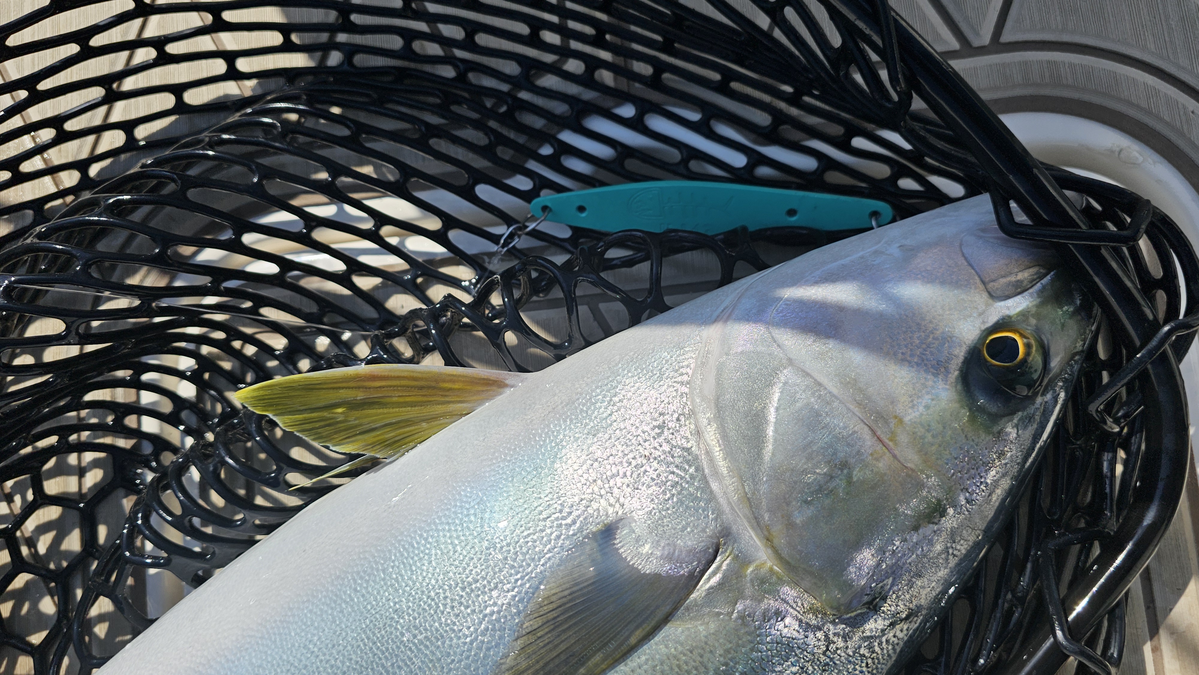 Large silvery fish in black fishing net in Garden Grove CA