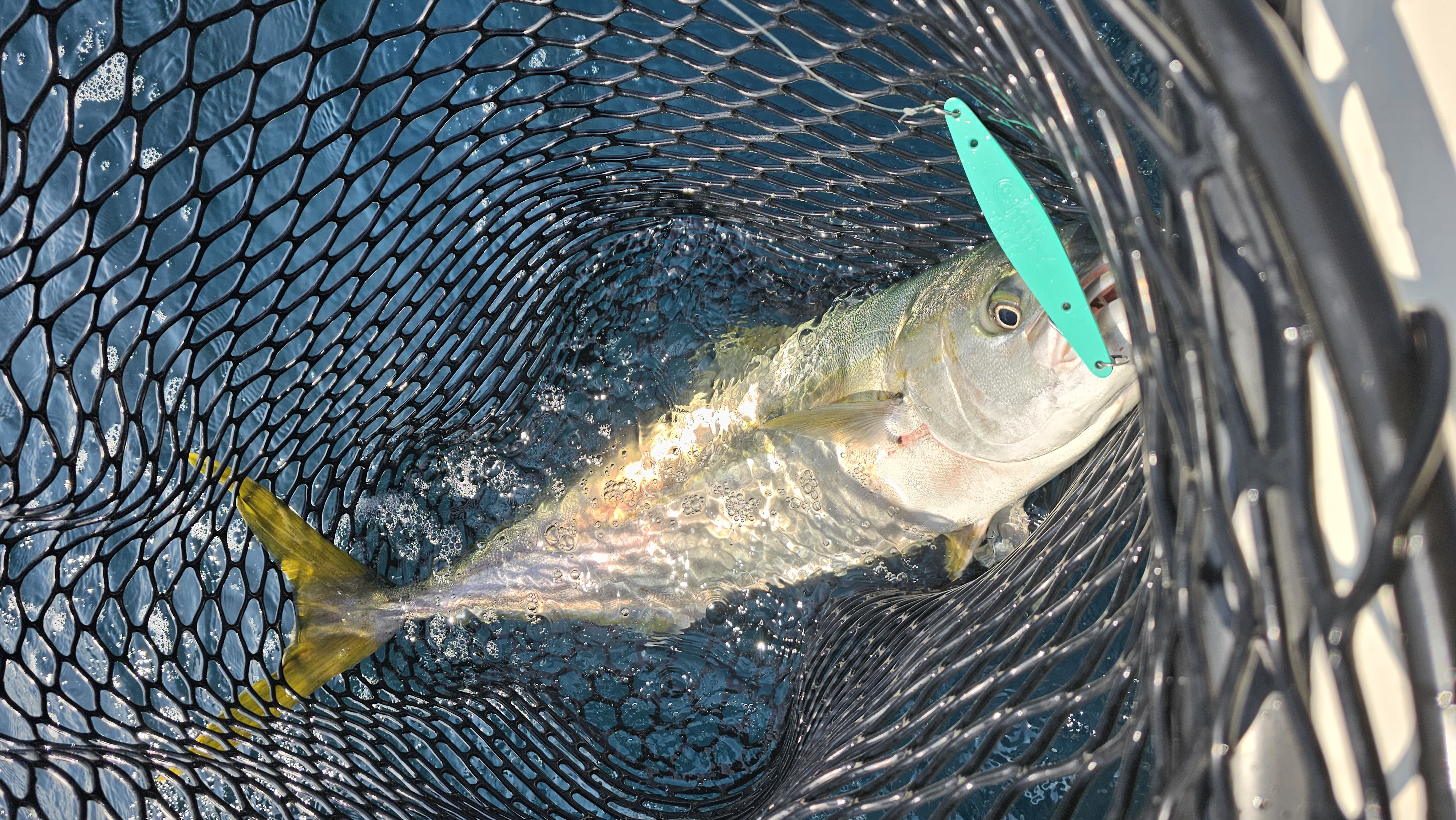 Fish caught in landing net during fishing in Garden Grove CA