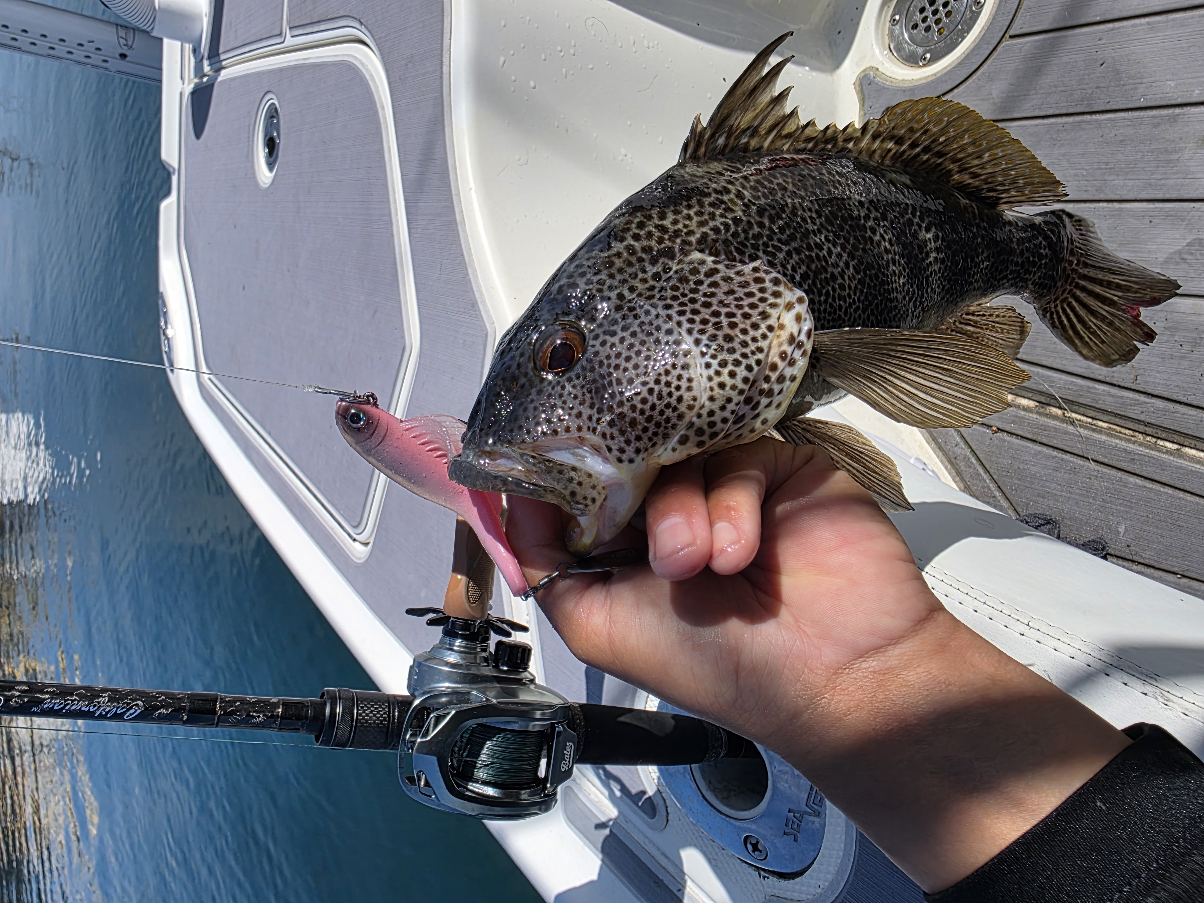 Fish caught while fishing in Garden Grove CA held in hand with fishing rod visible on boat deck