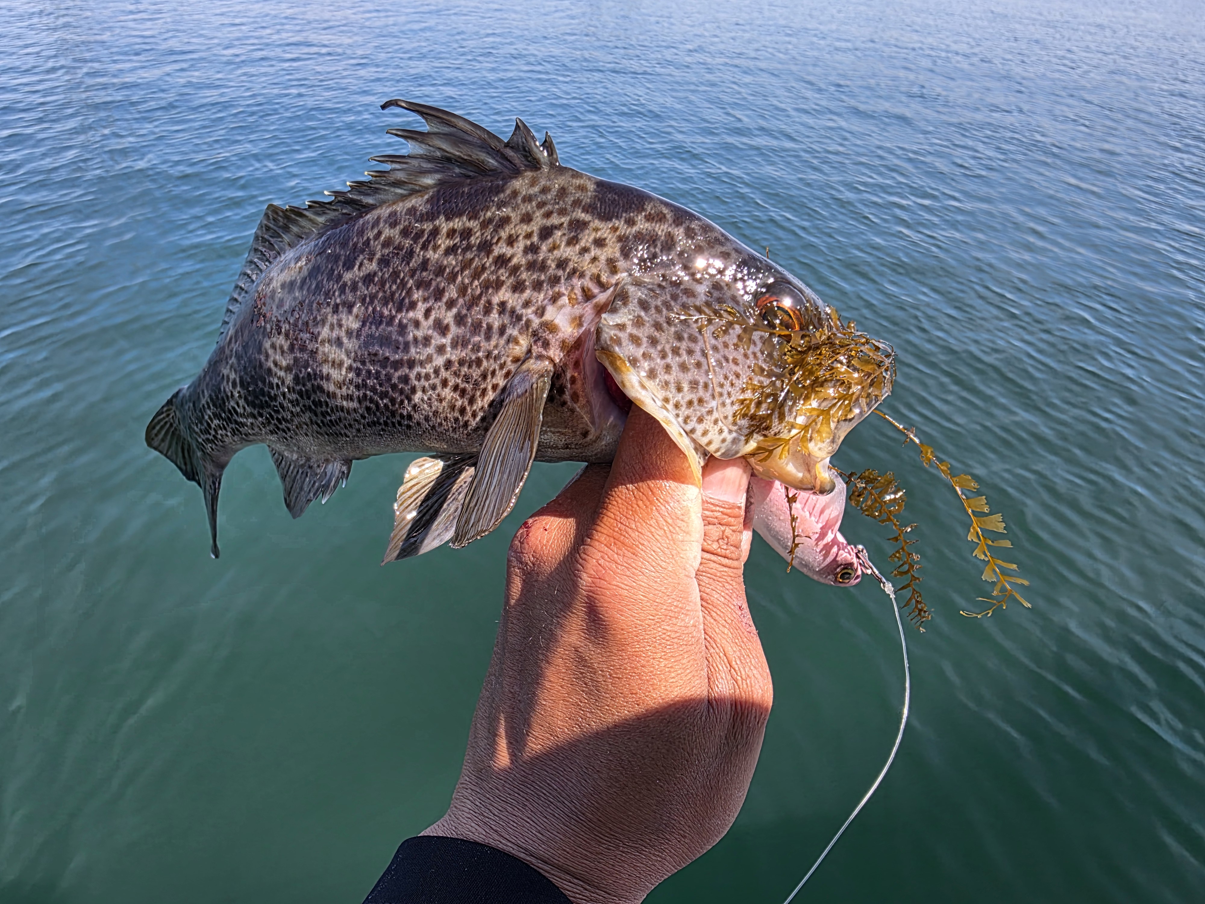 Large grouper fish being held above water with seaweed attached to fishing hook in Garden Grove CA