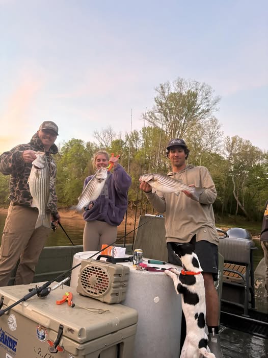 Three striped bass caught during fishing trip in Weldon NC with boat and dog