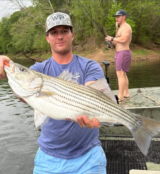 Striped bass catch from fishing trip in Weldon NC
