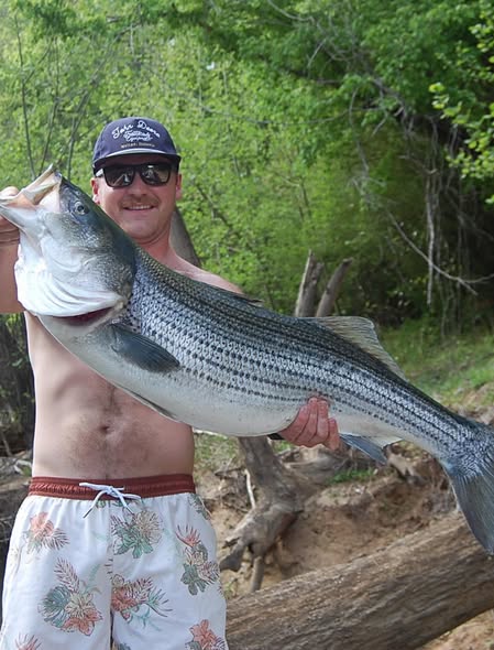 Large striped bass catch displayed in Weldon NC fishing location