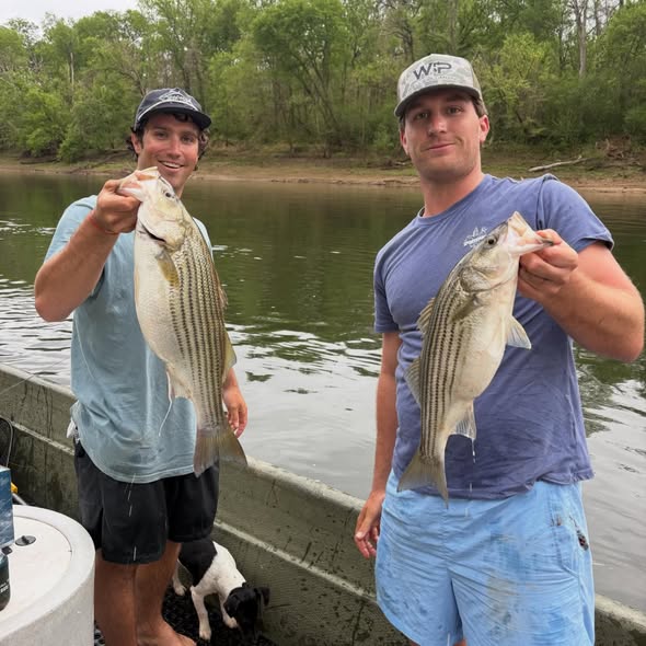 Two striped bass caught fishing in Weldon NC with boat and river in background