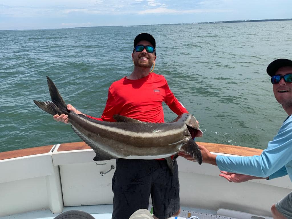 Cobia fish caught while fishing in VA