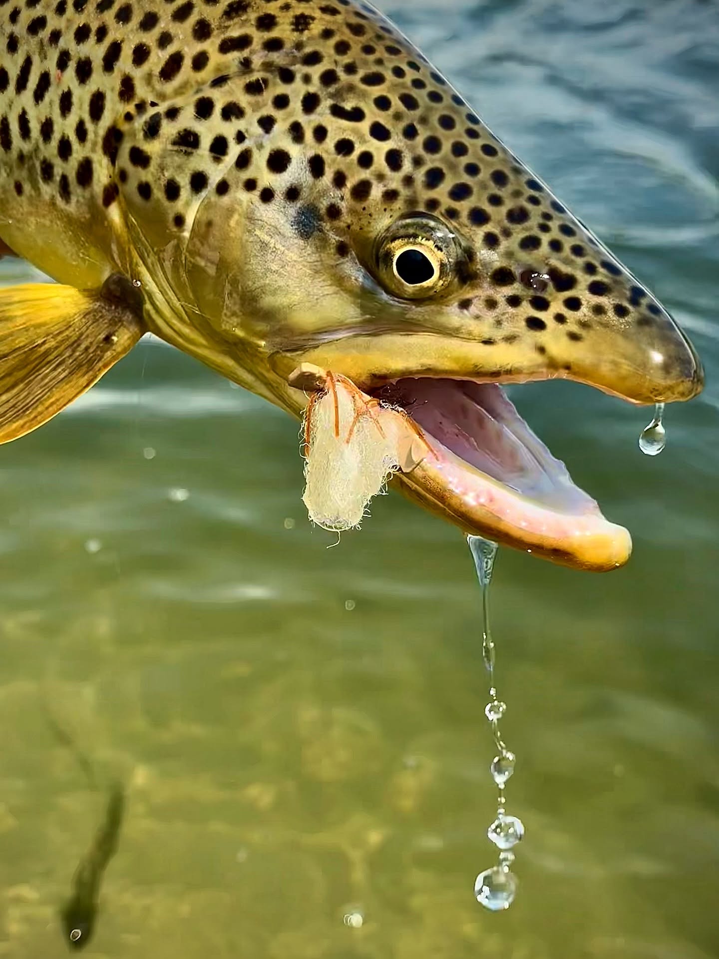 Brown trout with spotted pattern caught in Park City UT waters with water droplets falling from mouth
