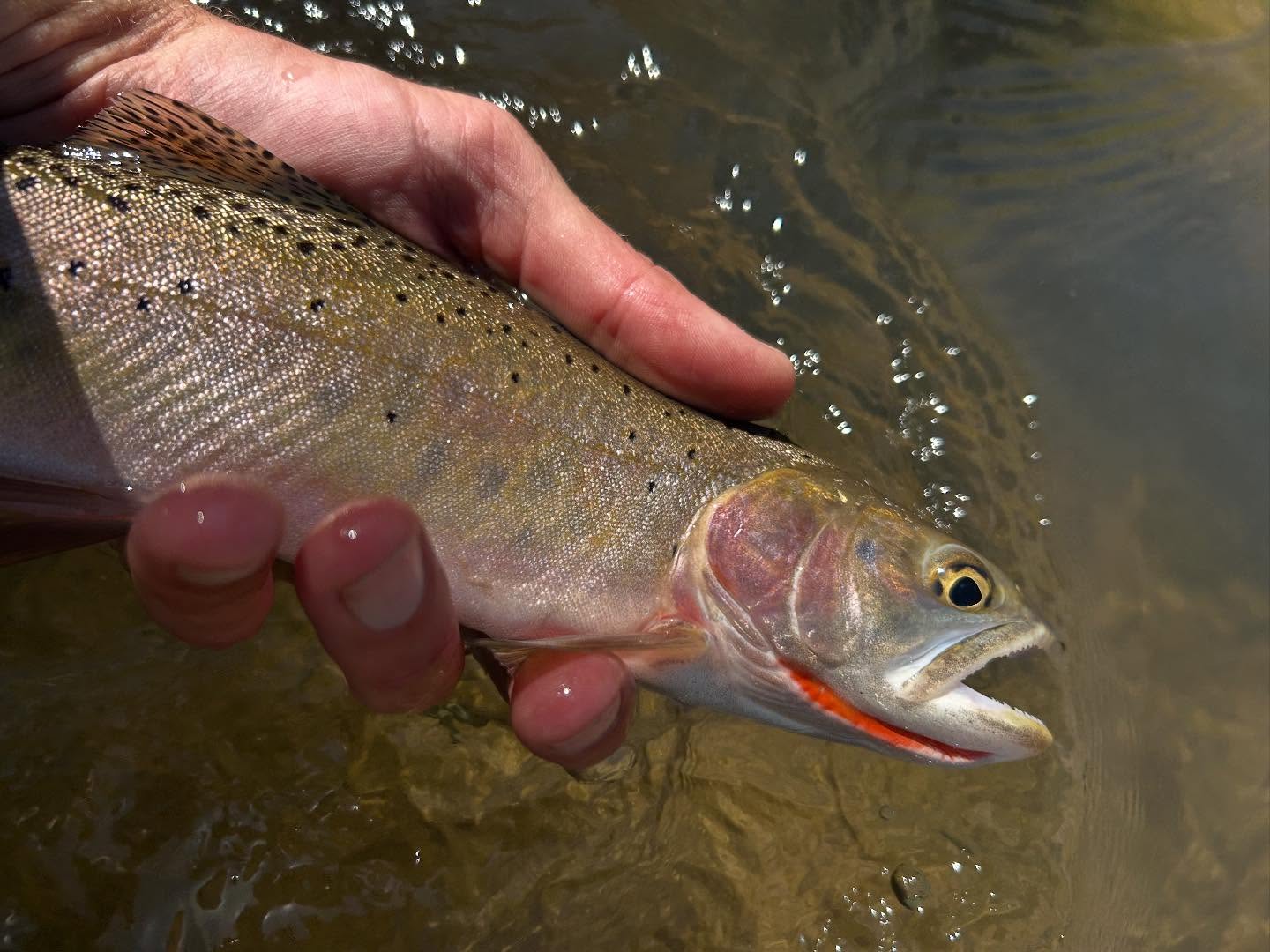 Cutthroat trout being held above water in Park City Utah showing distinctive red coloring under jaw