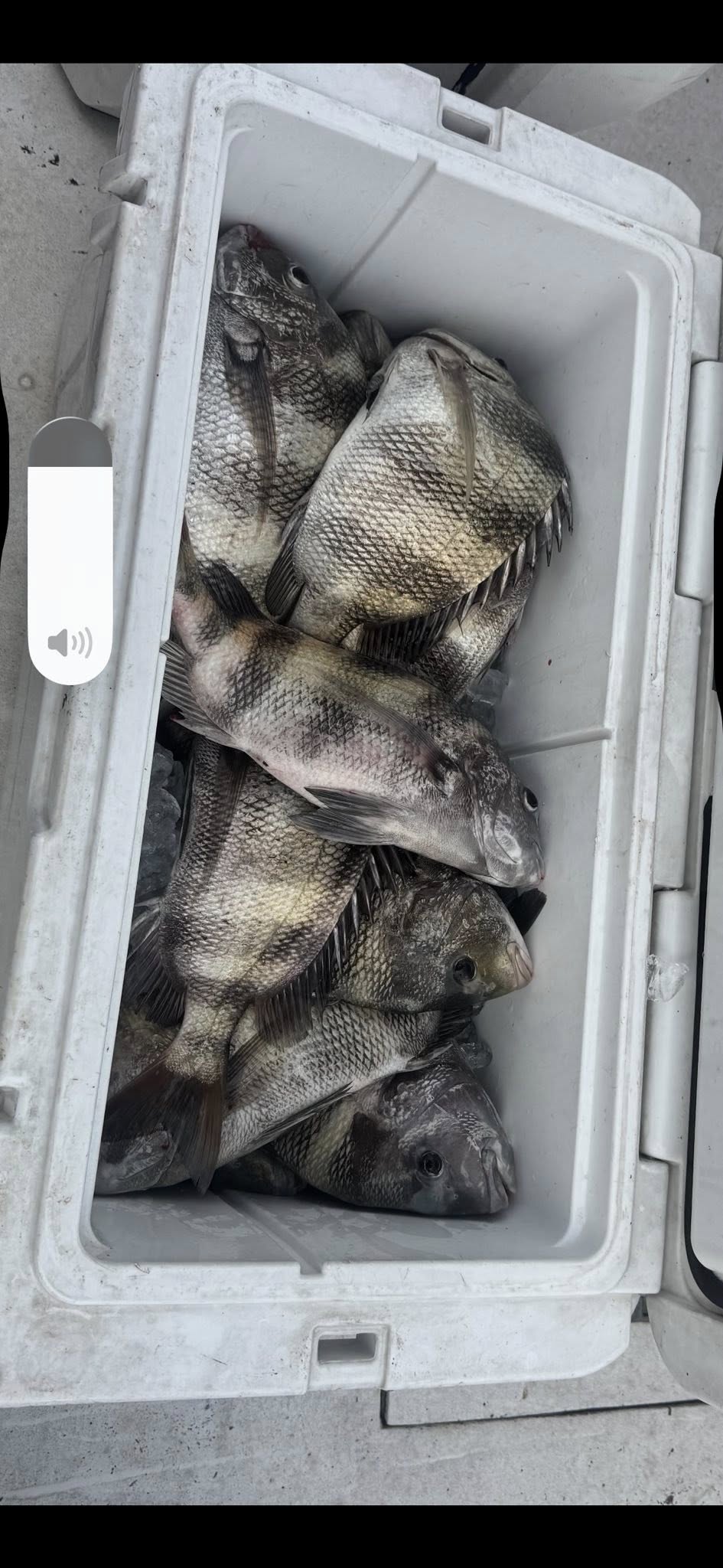 Fresh caught sheepshead and black drum fish in cooler from Gulfport MS fishing trip