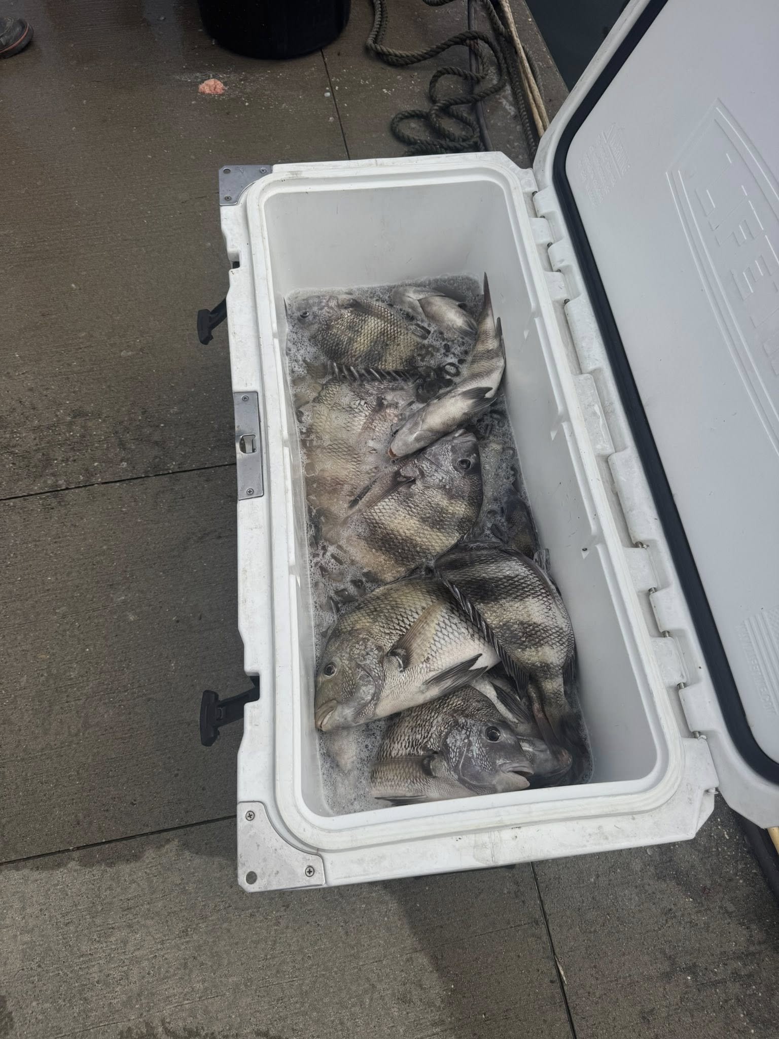 Fresh caught sheepshead fish in white cooler on boat deck in Gulfport MS