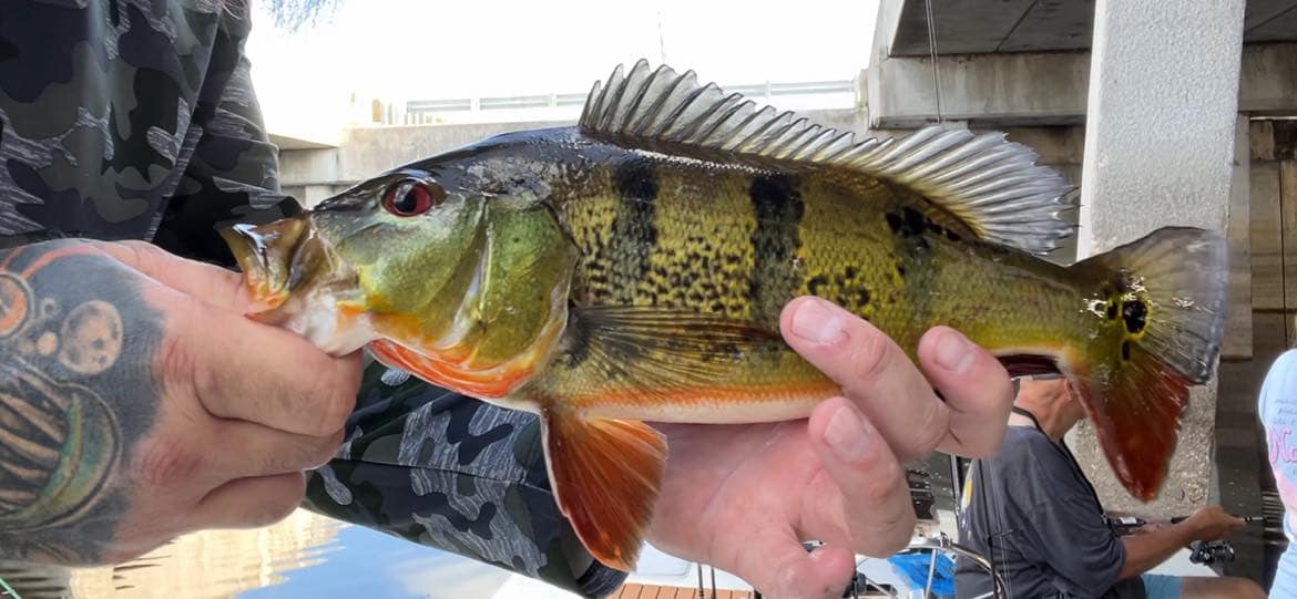 Angler with a large fish catch in Fort Lauderdale
