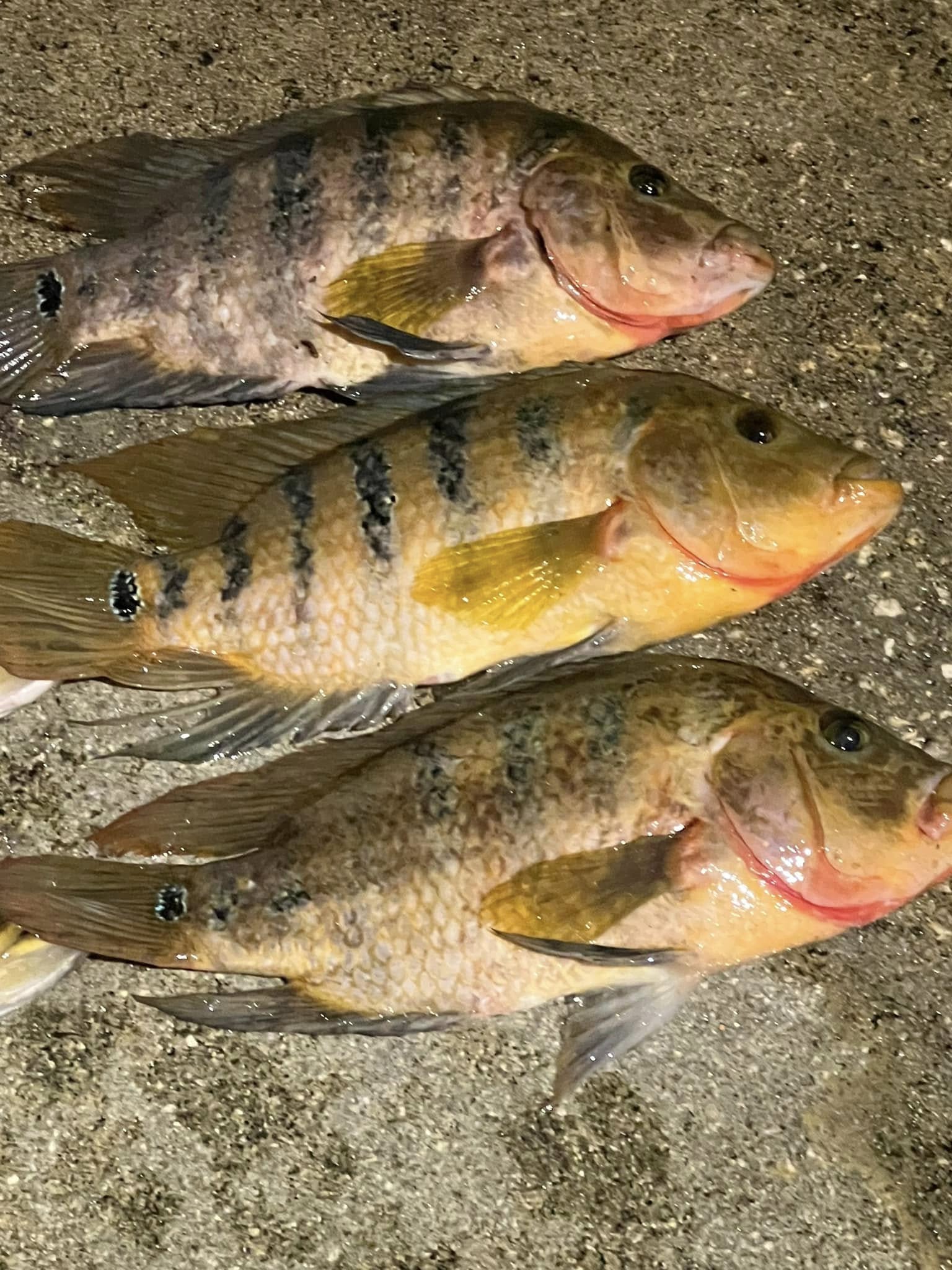 Three Mexican Mojarra fish caught in Fort Lauderdale