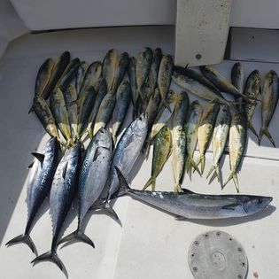 Six Atlantic Bonito fish caught in Niceville