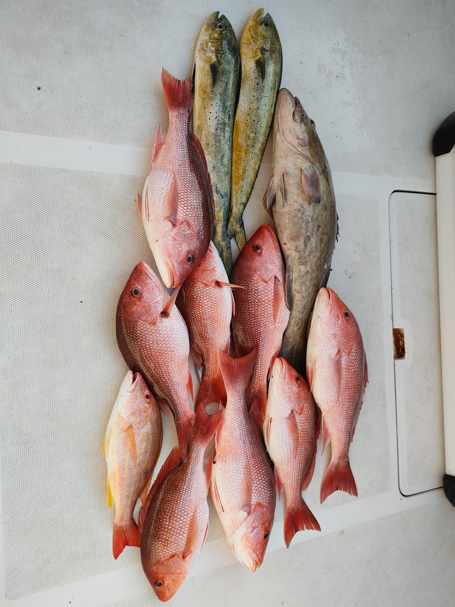 8 fish caught in Niceville