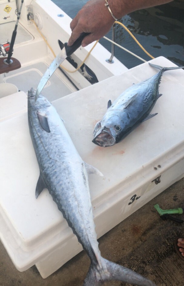King mackerel and little tunny caught fishing in San Juan Puerto Rico displayed on boat deck