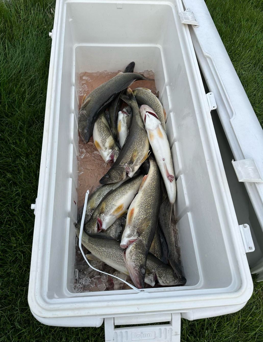 2 fish caught in Edwardsburg