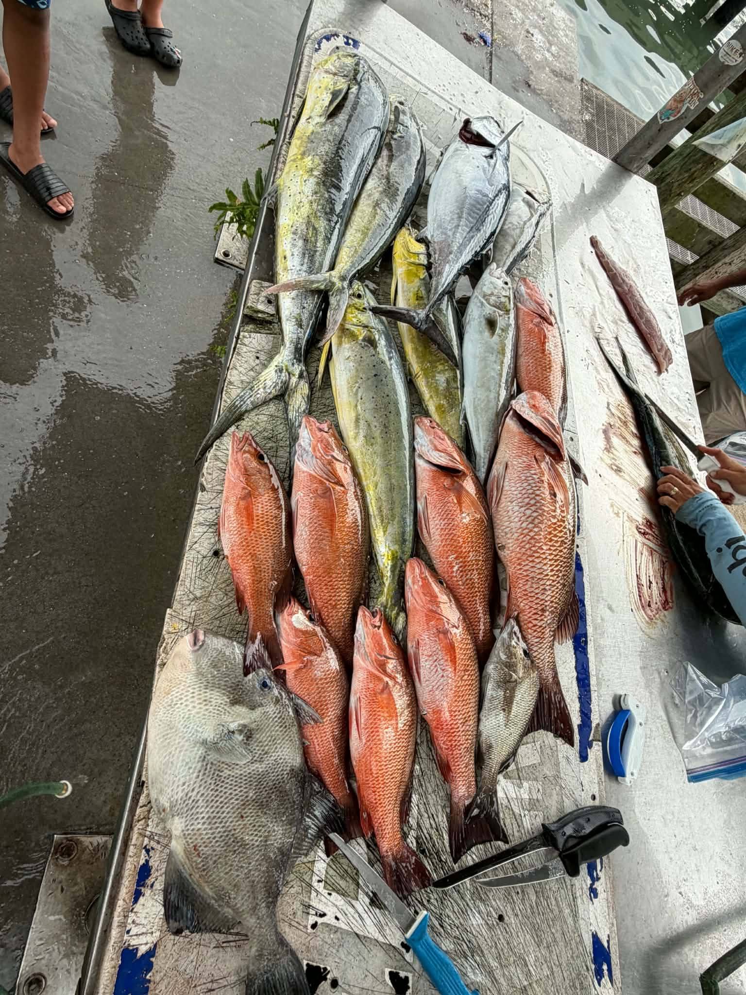 Fresh caught grey triggerfish and grey snapper laid out on cleaning station in Fort Pierce Florida
