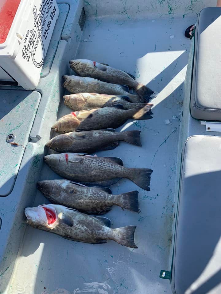 6 fish caught in FL