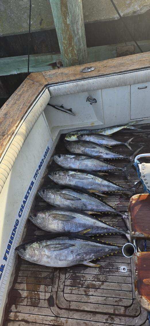 Two blackfin tuna and wahoo fish caught while fishing in Norfolk
