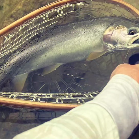 Rainbow Trout caught while fishing in Kamas