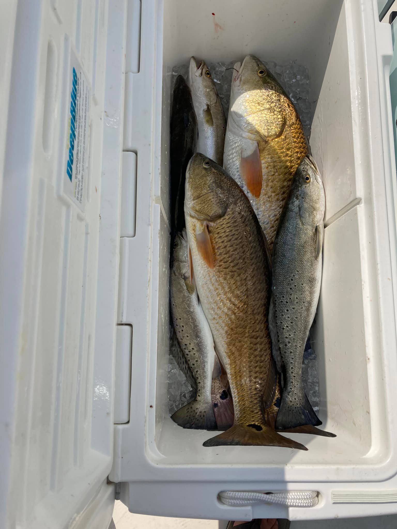 Three spotted weakfish caught while fishing in AL