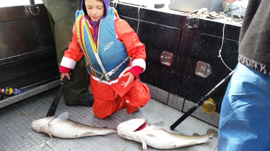 Angler catching an Atlantic Sharpnose Shark in Ninilchik