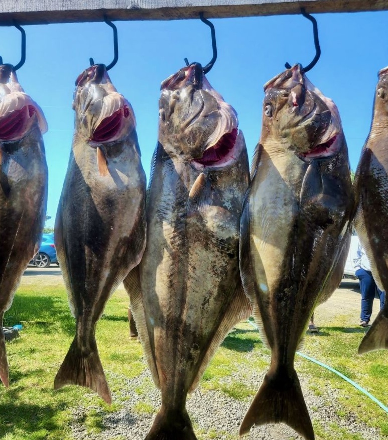 4 fish caught while fishing in Ninilchik